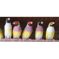 Bev's Birds