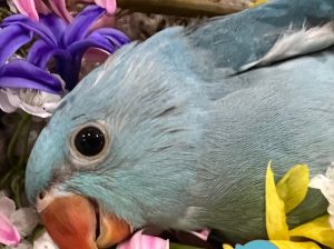 Ringneck Indian Parakeet