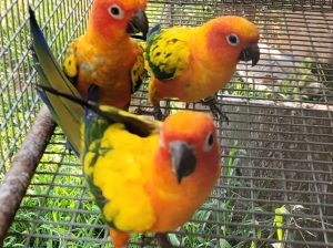 Sun Conure