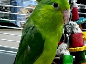 Celestial (Pacific) Parrotlet