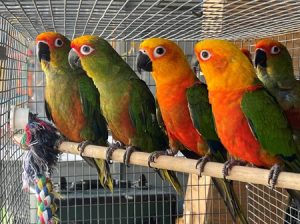 Gold Capped Conure