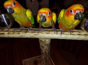 Sun Conure