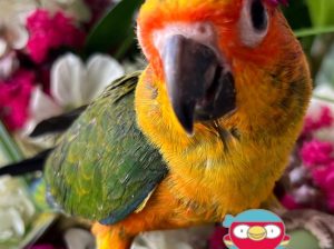 Sun Conure