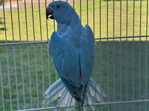 Ringneck Indian Parakeet