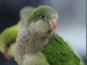 Quaker Parrot