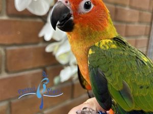 Sun Conure