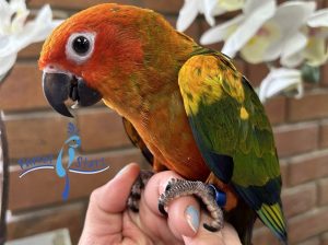 Sun Conure