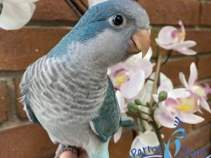 Quaker Parrot