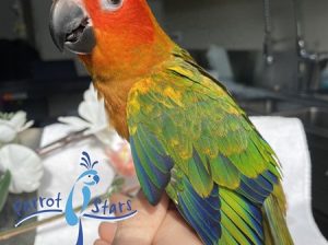 Sun Conure