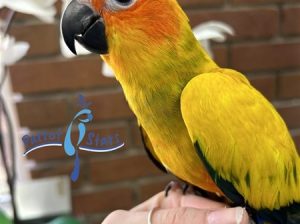 Sun Conure