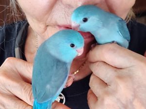 Celestial (Pacific) Parrotlet